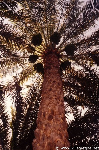 Buraïmi - Émirat de Dubaï Buraïmi - Émirat de Dubaï