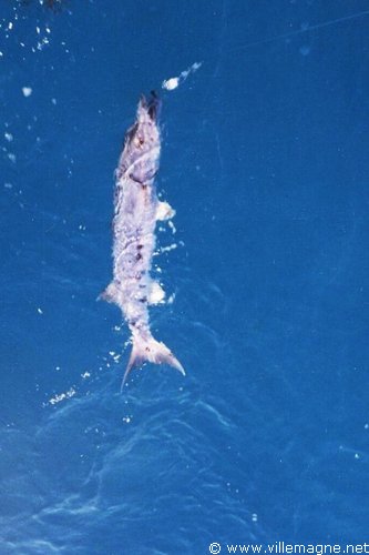 Mer des Caraïbes Mer des Caraïbes