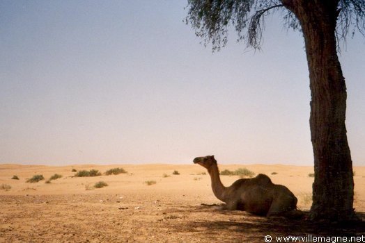 Al-Aïn - Émirat de Dubaï Al-Aïn - Émirat de Dubaï