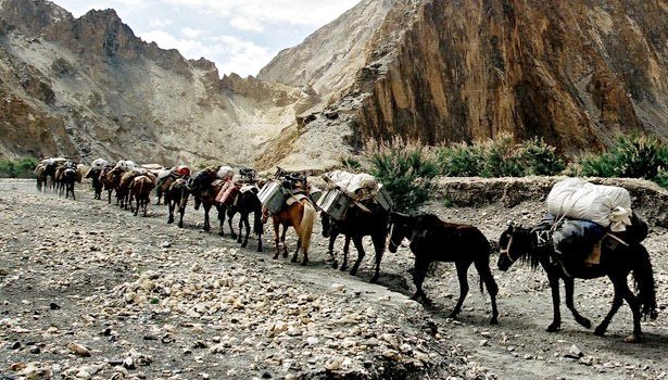 Caravane de mules dans la vallé de Ripchar - Ladakh