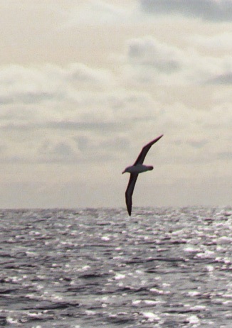 Albatros en Atlanique sud Albatros en Atlanique sud