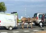 Crêches-sur-Saône | Un pèlerin jamais en p’âne grâce à son fidèle compagnon