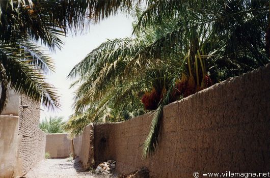 Palmeraies aux environs de Bam Palmeraies aux environs de Bam