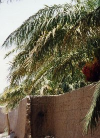 Palmeraies aux environs de Bam Palmeraies aux environs de Bam