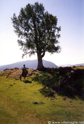 Aogui, éleveur de chevaux Aogui, éleveur de chevaux