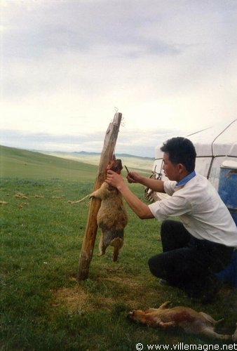 Écorchage d’une marmotte pour la soupe Écorchage d’une marmotte pour la soupe