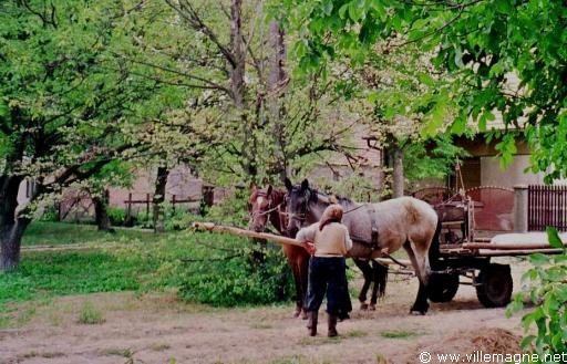 Attelage en Hongrie centrale Attelage en Hongrie centrale