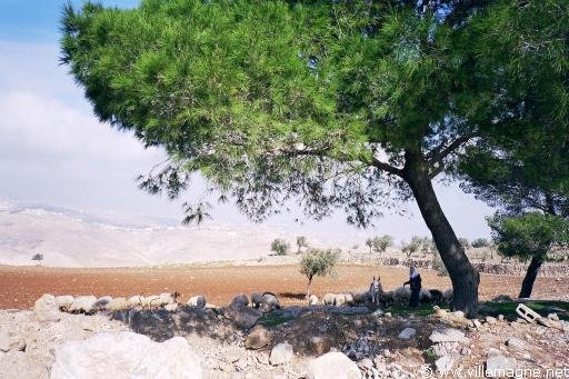 Berger et son troupeau en Cisjordanie Berger et son troupeau en Cisjordanie