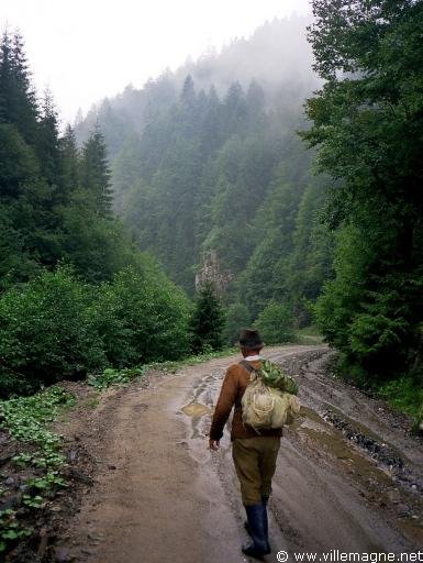 Carpates - forêt sur le versant méridional du massif des Făgăraş - Roumanie