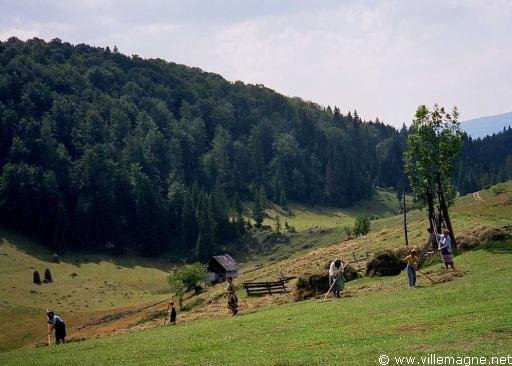 Fenaison dans les monts Apuseni - Roumanie Fenaison dans les monts Apuseni - Roumanie