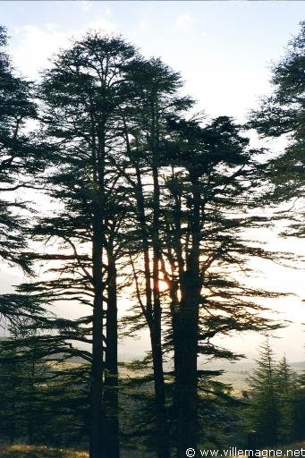 Les cèdres - Liban Les cèdres - Liban