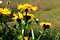 Photos en Roumanie transylvaine