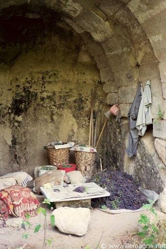 Vendange en Cappadoce - Turquie Vendange en Cappadoce - Turquie