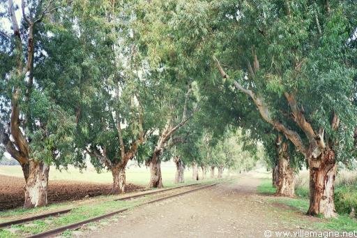 Voie ferrée désaffectée au nord de Tripoli - Liban Voie ferrée désaffectée au nord de Tripoli - Liban