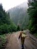 Carpates - forêt sur le versant méridional du massif des Fagaras - Roumanie 