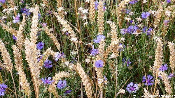 Blés et bleuets Blés et bleuets