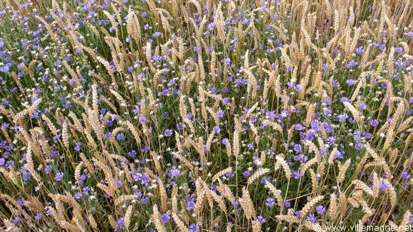 Blés et bleuets Blés et bleuets