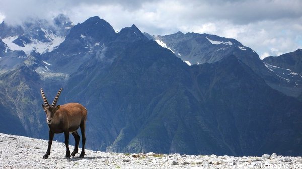 Bouquetin près de Seetalhorn, au-dessus de la vallée de Zermatt Bouquetin près de Seetalhorn, au-dessus de la vallée de Zermatt