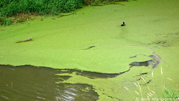 Canal du Rhône au Rhin, près de Montbéliard Canal du Rhône au Rhin, près de Montbéliard
