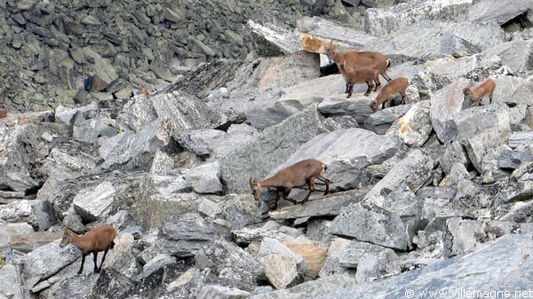 Chamois dans les éboulis près de Seetalhorn - Au-dessus de la vallée de Zermatt Chamois dans les éboulis près de Seetalhorn - Au-dessus de la vallée de Zermatt