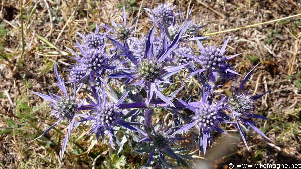 Chardons sur le <em>Campo Imperatore</em> Chardons sur le <em>Campo Imperatore</em>