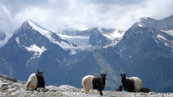 Chèvre des glaciers, près de Seetalhorn - vallée de Zermatt - direction ouest Chèvre des glaciers, près de Seetalhorn - vallée de Zermatt - direction ouest