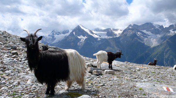 Chèvre des glaciers, près de Seetalhorn - vallée de Zermatt - direction ouest