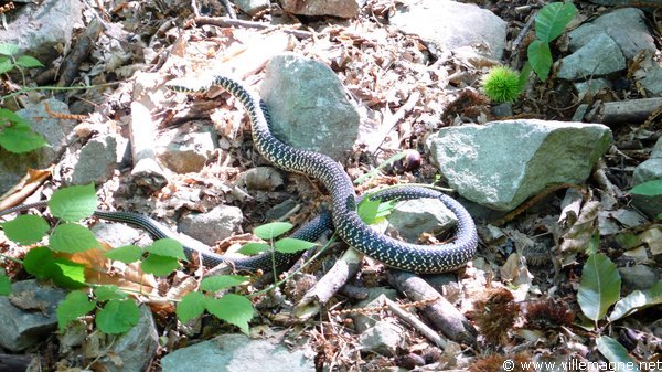 Couleuvre - près du col de Borghallo Couleuvre - près du col de Borghallo