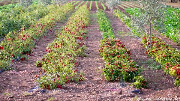 Culture maraîchère près de Nardò Culture maraîchère près de Nardò