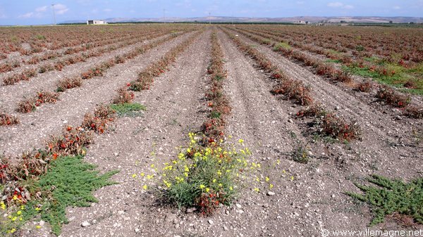 Culture maraîchère (tomates) dans la plaine des Pouilles, entre Castello di Dragonara et Torremaggiore Culture maraîchère (tomates) dans la plaine des Pouilles, entre Castello di Dragonara et Torremaggiore