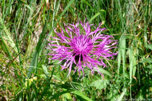 En descendant du col d’Olen - Vallée d’Oltro En descendant du col d’Olen - Vallée d’Oltro