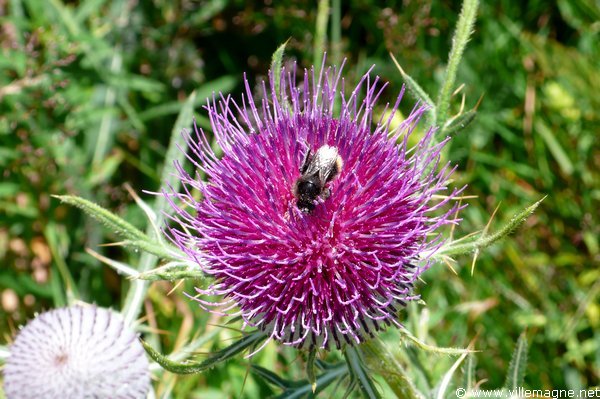 En descendant du col d’Olen - Vallée d’Oltro En descendant du col d’Olen - Vallée d’Oltro
