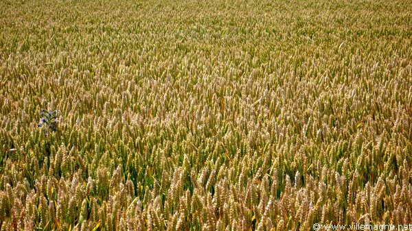 En sortant de Dierrey-Saint-Julien En sortant de Dierrey-Saint-Julien