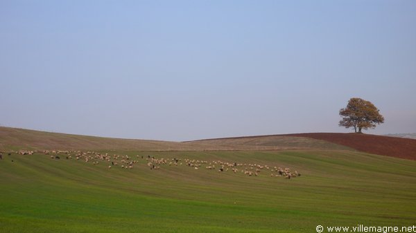 Entre Roccamassima et Velletri Entre Roccamassima et Velletri