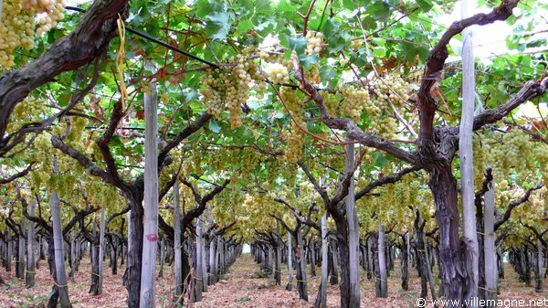 Entre Turi et Noci Entre Turi et Noci