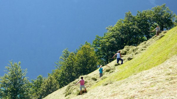 Fenaison entre Morschach et Sisikon Fenaison entre Morschach et Sisikon