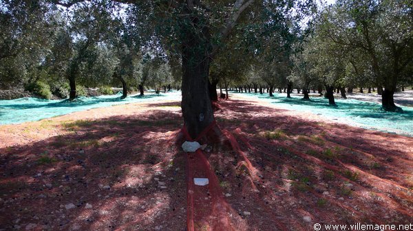 Filets dans les oliveraies pour la récolte - Entre Martano et Otrante