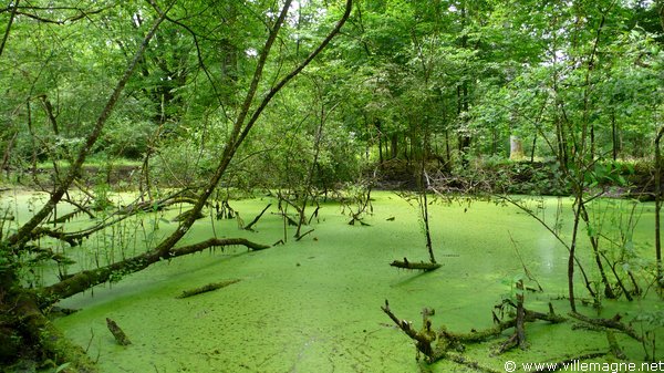 Forêt de Villefermoy Forêt de Villefermoy