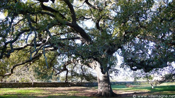Le chêne de Tricase Le chêne de Tricase