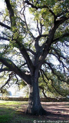 Le chêne de Tricase Le chêne de Tricase