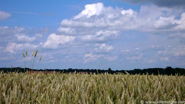 Les champs de blé en Brie - Entre Saint-Méry et Villefermoy Les champs de blé en Brie - Entre Saint-Méry et Villefermoy