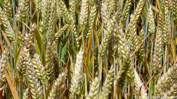 Les champs de blé en Brie - Entre Saint-Méry et Villefermoy Les champs de blé en Brie - Entre Saint-Méry et Villefermoy