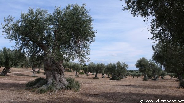 Oliveraies à proximité du plateau du Gargan Oliveraies à proximité du plateau du Gargan