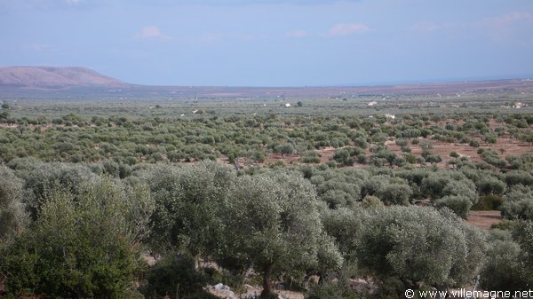 Oliveraies à proximité du plateau du Gargan Oliveraies à proximité du plateau du Gargan