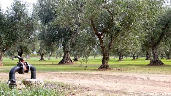 Oliveraies entre Mesagne et Cellino San Marco Oliveraies entre Mesagne et Cellino San Marco