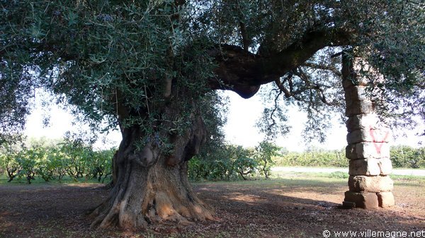 Oliveraies entre Mesagne et Cellino San Marco Oliveraies entre Mesagne et Cellino San Marco