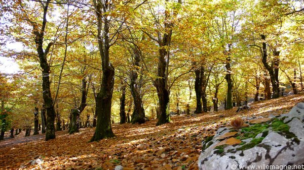 Parc national du Cilento - Châtaigneraies au-dessus de Felitto Parc national du Cilento - Châtaigneraies au-dessus de Felitto