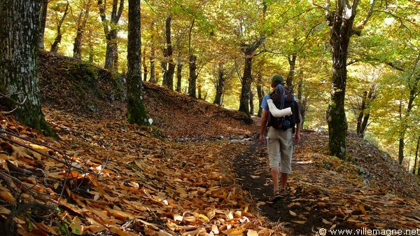Parc national du Cilento - Châtaigneraies au-dessus de Felitto Parc national du Cilento - Châtaigneraies au-dessus de Felitto