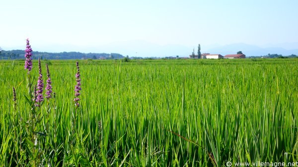 Rizières entre Barengo et Nibbia - plaine du Pô Rizières entre Barengo et Nibbia - plaine du Pô