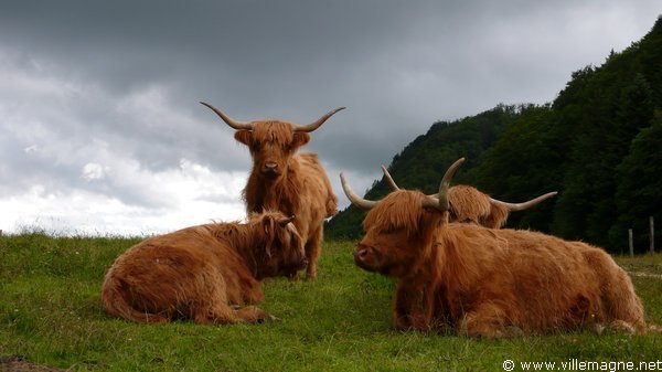 Schwengimatt Schwengimatt